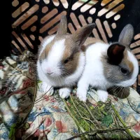 خرگوش ناز و شیطون|موش و خرگوش|دزفول, |دیوار