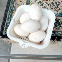 تخم غاز|حیوانات مزرعه|مزرعه کتول, |دیوار