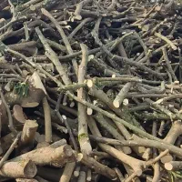 خریدار چوب باغی .کاتین صنوبر. چوب پرتقال.ساختمانی|خدمات باغبانی و درختکاری|تنکابن, |دیوار