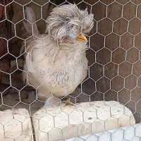 دو عدد نیمچه سلطان|حیوانات مزرعه|مبارکه, |دیوار