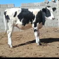 گاو گوساله گوساله ماده هلشتاین خالص