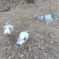 فروش فوری ۳ عدد کبوتر ماده|پرنده|فومن, |دیوار