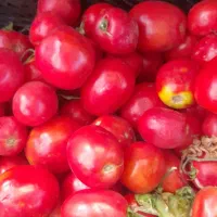 گوجه درجه یک