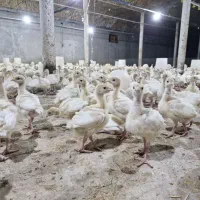 جوجه بوقلمون بیوتی