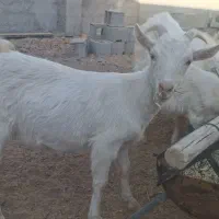 بزغاله سانن|حیوانات مزرعه|شهرضا, |دیوار