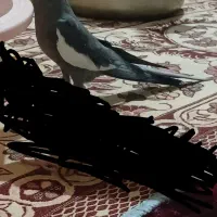 معاوضه|پرنده|بیله سوار, |دیوار
