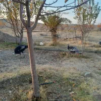 ۷ عدد بوقلمون|حیوانات مزرعه|زنجان, |دیوار