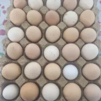 تخم مرغ محلی