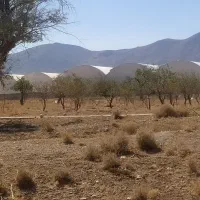 دوازده جریب زمین کشاورزی با شش جریب مجوز گلخانه|فروش زمین و ملک کلنگی|عسگران, |دیوار