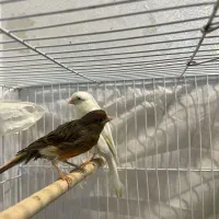 جفت قناری نروماده با جوجه و قفس ووسایل