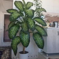 گل طبیعی دیفن