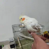 عروس هلندی