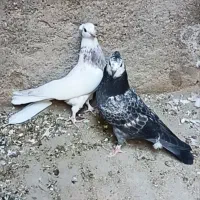 ۳عددجوجه  ی   پری   ازکاشان