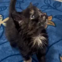 گربه گمشده بامژدگانی