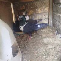 کبوترطوق سفید