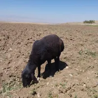 شیشک قوچ و بره قوچ|حیوانات مزرعه|زنجان, |دیوار