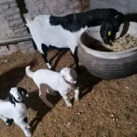 فروش یا معاوضه بز|حیوانات مزرعه|تفت, |دیوار