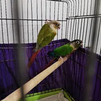 طوطی گرینچیک نر و ماده