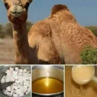 روغن کوهان شتر