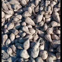 خارشتر .چغندر .کاه|حیوانات مزرعه|کاشمر, |دیوار