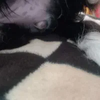 واگذاری|سگ|پرند, فاز ۶|دیوار