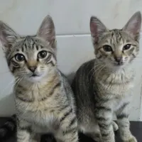 واگذاری گربه