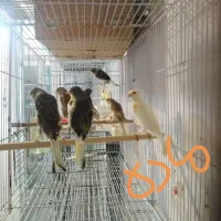 قناری و سره|پرنده|رشت, قاسمیه|دیوار