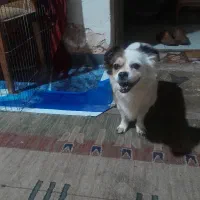 یک قلاده اشمیتز هواهوا وتوله اش مشکی سینه سفید