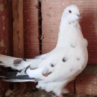 یک جفت کبوتر شمرونی گردن کلفت|پرنده|قائم‌شهر, |دیوار