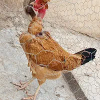 مجسمه پرنده