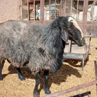 گوسفند بره قوچ|حیوانات مزرعه|ماهان, |دیوار