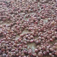 پیاز فرمز|خوردنی و آشامیدنی|دشتابی, |دیوار