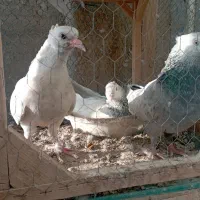 جفت سینه سبز و آبی،سینه سیاه|پرنده|قوچان, |دیوار