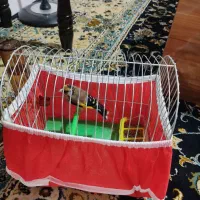 سهره ۳سال قفس|پرنده|کرمانشاه, |دیوار