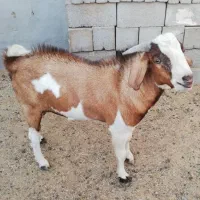 فروش نر بز