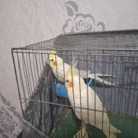 باسلام یه جفت عروس هلندی