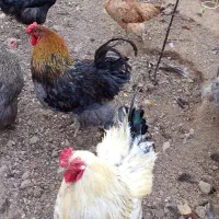 جوجه برهما زیر مرغی و خروس برهما بیگ سایز|حیوانات مزرعه|سلفچگان, |دیوار