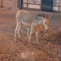 الاغ