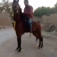 اسب در حدسیلمی  سلطنتی