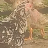 ده تا مرغ گلین وخروس