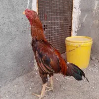 خروس لاری