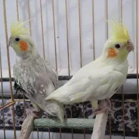 عروس هلندی