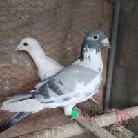 نردورگ ابلغ روزگاری|پرنده|مبارکه, |دیوار