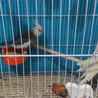 تلویزیون کار داده