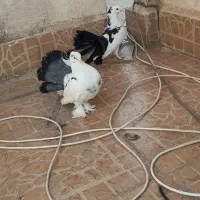 کبوتر دمچتری   بالغ. نرو ماده