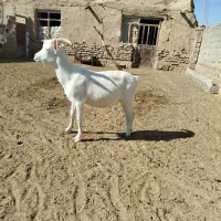 فروش بزغاله سانن اصل،بره ماده|حیوانات مزرعه|امیرآباد, |دیوار