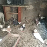 تعدادی کبوتر برا فروش همه با هم دونه 400