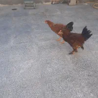 دوتا خروس  خسی  دیلگونی