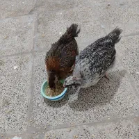 جوجه