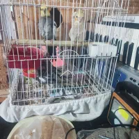 عروس هلندی|پرنده|کیاشهر, |دیوار